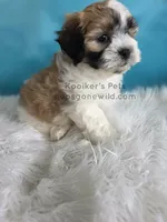 Anderson, a male Bichon Frise and Shih Tzu for sale in Boyden, IA – 2 of 3