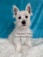 AKC Mira Sale, a female West Highland White Terrier for sale in Boyden, IA – 2 of 6