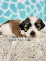 Parker, a male Bichon Frise and Shih Tzu for sale in Boyden, IA – 2 of 3