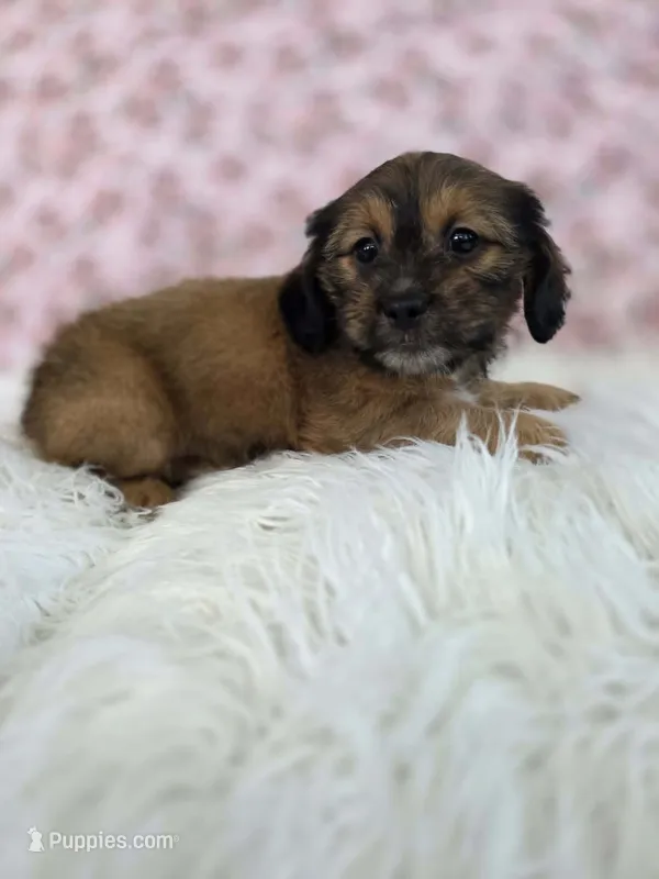 Rose – Shih Tzu, Miniature Dachshund puppy for sale in Boyden, IA
