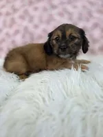 Rose, a female Shih Tzu and Miniature Dachshund for sale in Boyden, IA – 1 of 4