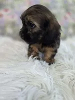 Violet, a female Shih Tzu and Miniature Dachshund for sale in Boyden, IA – 4 of 5