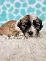Percy, a male Bichon Frise and Shih Tzu for sale in Boyden, IA – 1 of 3