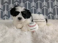 Cash, a male Bichon Frise and Shih Tzu for sale in Boyden, IA – 1 of 3