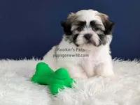 Hank, a male Bichon Frise and Shih Tzu for sale in Boyden, IA – 2 of 4