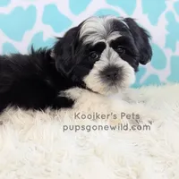 Elio-SALE, a male Shichon for sale in Boyden, IA – Photo 6 of 6