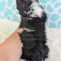Elio-SALE, a male Shichon for sale in Boyden, IA – Photo 5 of 6