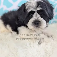 Elio-SALE, a male Shichon for sale in Boyden, IA – Photo 3 of 6