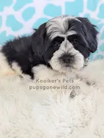 processed/4394682a-a9e7-4658-9b11-ffb07ffd857a/listing/ccf0a3a3-587f-4b0d-a521-e1e101ea86b6/6048028d-cd0c-434b-80dd-238fe518b728