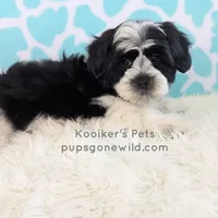 Elio-SALE, a male Shichon for sale in Boyden, IA – Photo 1 of 6