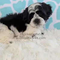 Elio-SALE, a male Shichon for sale in Boyden, IA – Photo 4 of 6