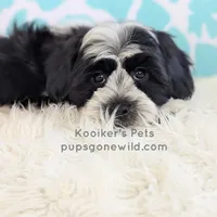 Elio-SALE, a male Shichon for sale in Boyden, IA – Photo 2 of 6