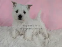 Anastasia, a female West Highland White Terrier for sale in Boyden, IA – 3 of 4