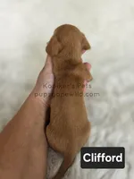 Clifford, a male Miniature Dachshund for sale in Boyden, IA – 4 of 4