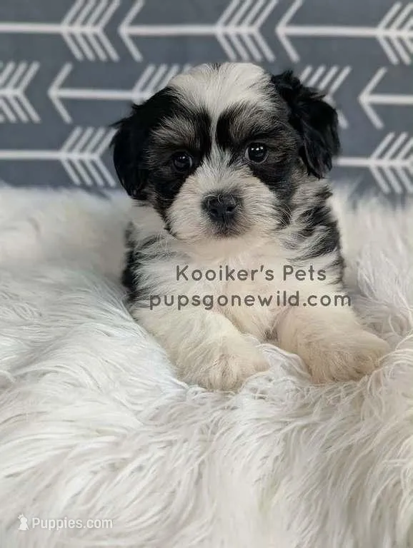 Lenny – Shichon puppy for sale in Boyden, IA