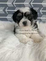 Lenny, a male Shichon for sale in Boyden, IA – Photo 1 of 5