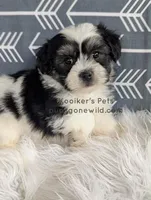 Lenny, a male Shichon for sale in Boyden, IA – Photo 4 of 5