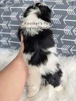 Lenny, a male Shichon for sale in Boyden, IA – Photo 5 of 5