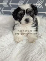 Lenny, a male Shichon for sale in Boyden, IA – Photo 3 of 5