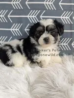 Lenny, a male Shichon for sale in Boyden, IA – Photo 2 of 5