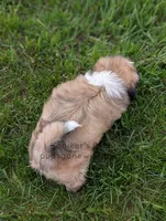 Poppy - SALE, a female Bichon Frise and Shih Tzu for sale in Boyden, IA – 4 of 4
