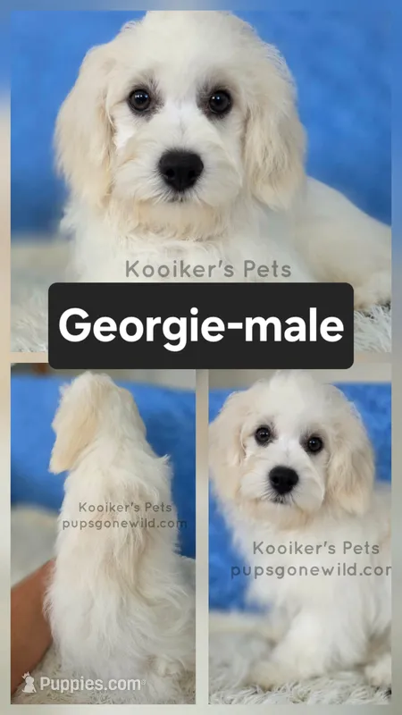 Georgie – Shichon puppy for sale in Boyden, IA