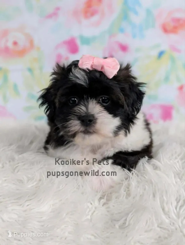 Izzy – Bichon Frise, Shih Tzu puppy for sale in Boyden, IA