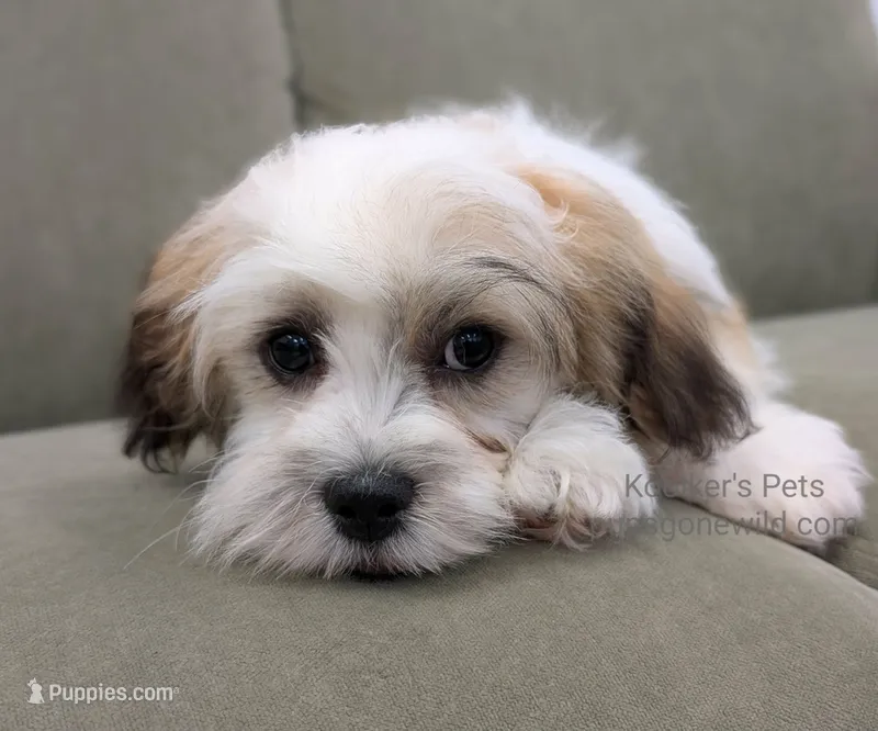 Anthony-SALE – Shichon puppy for sale in Boyden, IA