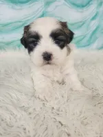 Prince, a male Bichon Frise and Shih Tzu for sale in Boyden, IA – 2 of 4