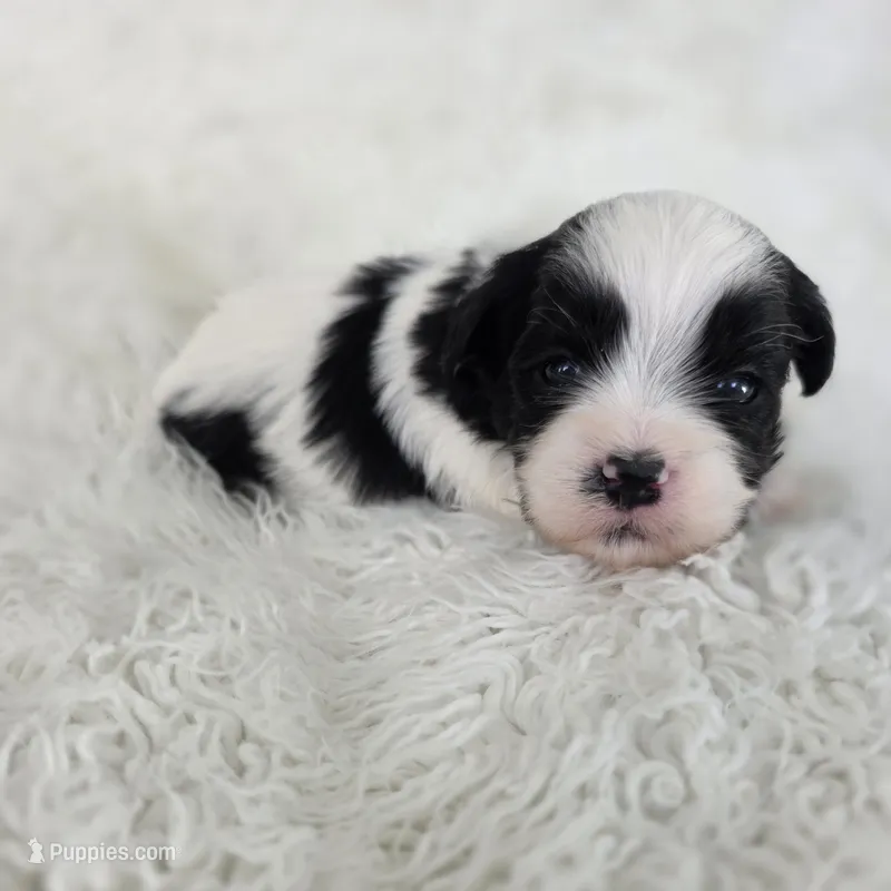 Lego – Bichon Frise, Shih Tzu puppy for sale in Boyden, IA