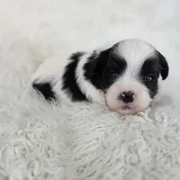 Lego, a male Bichon Frise and Shih Tzu for sale in Boyden, IA – 1 of 2