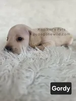 Gordy, a male Miniature Dachshund for sale in Boyden, IA – 2 of 3