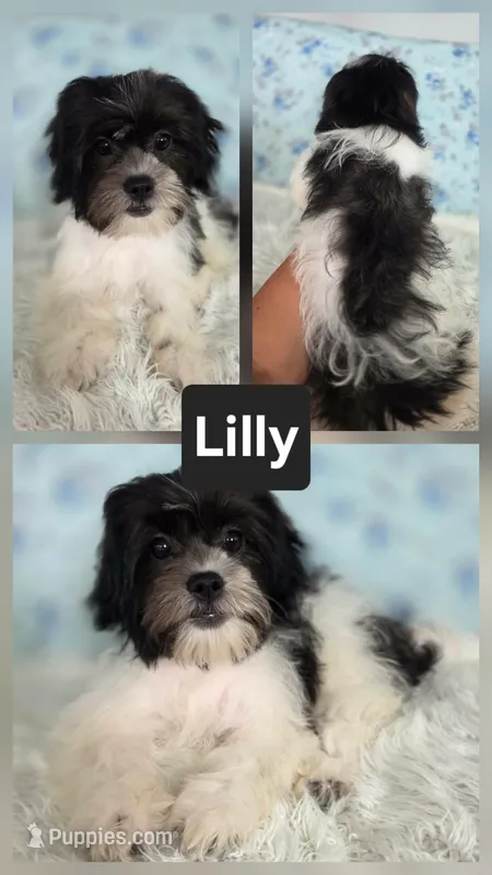 Lilly - SALE – Bichon Frise, Shih Tzu puppy for sale in Boyden, IA