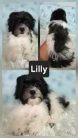 Lilly - SALE, a female Bichon Frise and Shih Tzu for sale in Boyden, IA – 1 of 1