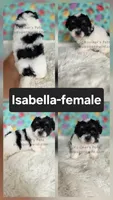 Isabella, a female Shichon for sale in Boyden, IA – 1 of 1