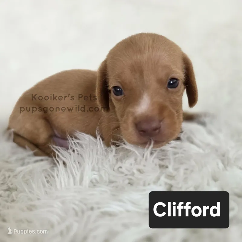 Clifford – Miniature Dachshund puppy for sale in Boyden, IA