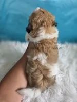 Anderson, a male Bichon Frise and Shih Tzu for sale in Boyden, IA – 3 of 3