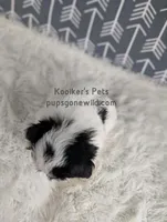 Duke, a male Bichon Frise and Shih Tzu for sale in Boyden, IA – 3 of 4