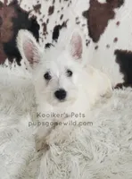 Dimitri, a male West Highland White Terrier for sale in Boyden, IA – 3 of 5