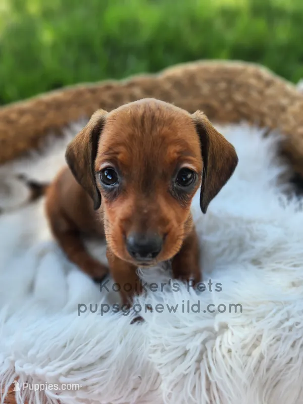 Serena – Miniature Dachshund puppy for sale in Boyden, IA