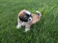 Poppy - SALE, a female Bichon Frise and Shih Tzu for sale in Boyden, IA – 3 of 4