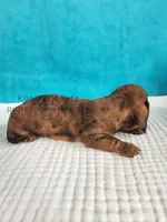 Sprinkles, a male Miniature Dachshund for sale in Boyden, IA – Photo 4 of 4