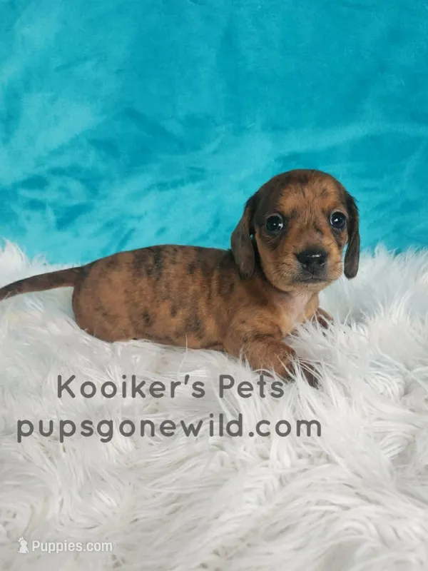 Sprinkles – Miniature Dachshund puppy for sale in Boyden, IA