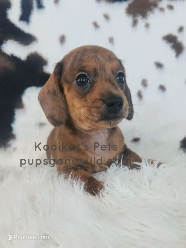 Sprinkles – Miniature Dachshund puppy for sale in Boyden, IA