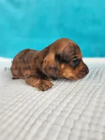 Sprinkles, a male Miniature Dachshund for sale in Boyden, IA – Photo 3 of 4
