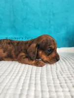 Sprinkles, a male Miniature Dachshund for sale in Boyden, IA – Photo 2 of 4