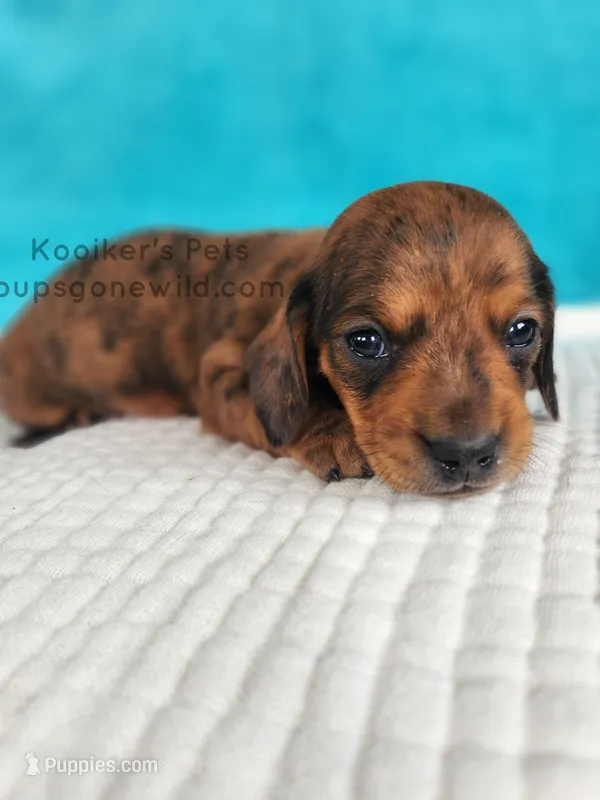 Sprinkles – Miniature Dachshund puppy for sale in Boyden, IA