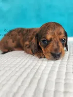 Sprinkles, a male Miniature Dachshund for sale in Boyden, IA – Photo 1 of 4