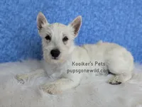 Luke - SALE, a male West Highland White Terrier for sale in Boyden, IA – 4 of 5