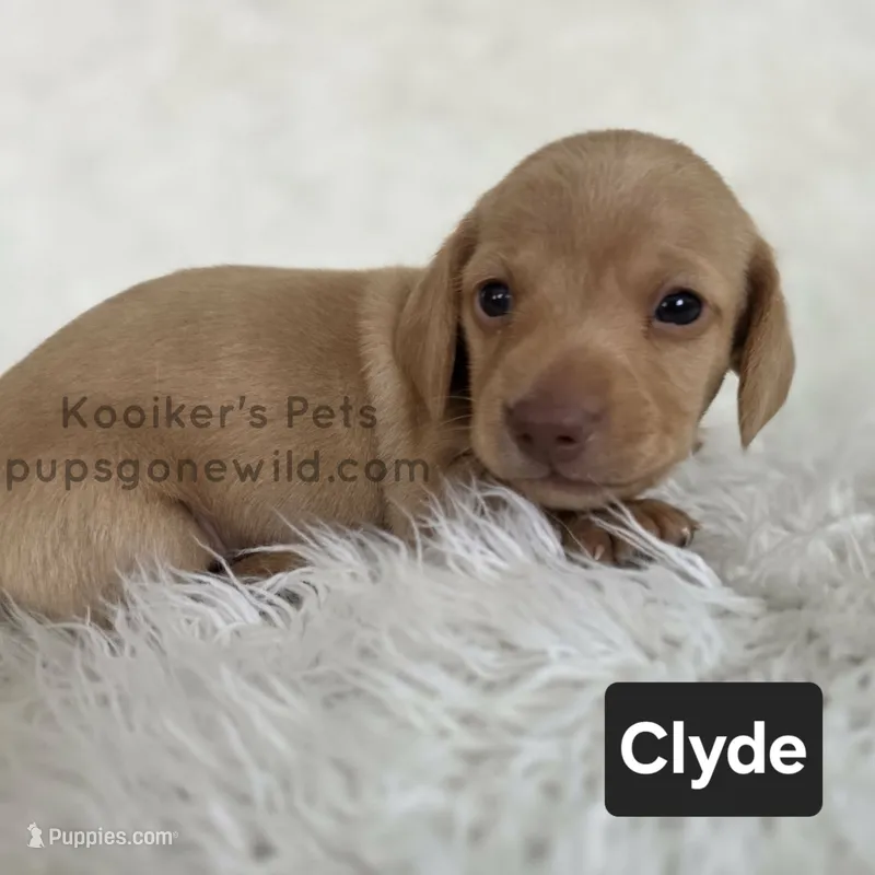 Clyde – Miniature Dachshund puppy for sale in Boyden, IA